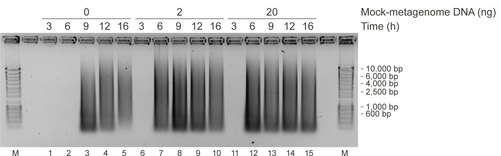 Ab initio DNA synthesis by piPolB